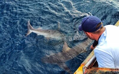 Tubarões: crescem registros no Arquipélago de São Pedro e São Paulo